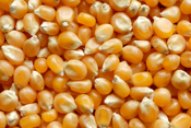corn kernels