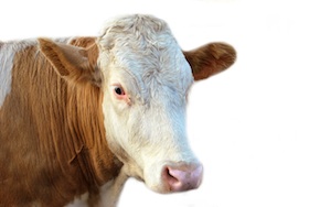 Picture of a dairy cow