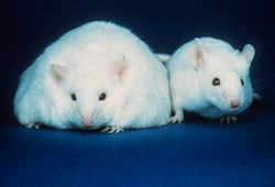 fat and thin mouse