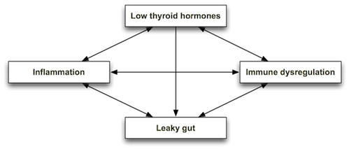 thyroidgut