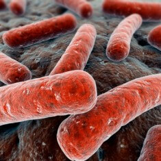 bacteria