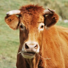 cow eating grass