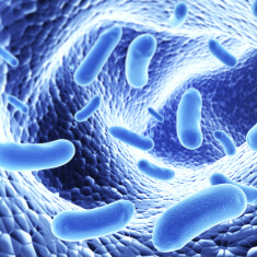 bacteria