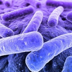 bacteria