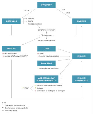 adrenal pcos2