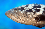 cod