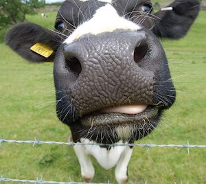 cow