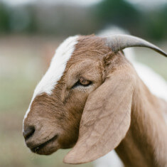 goat on farm