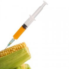 gmo corn