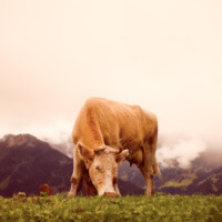 Organic cow grazing on grass