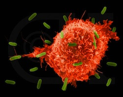 macrophage