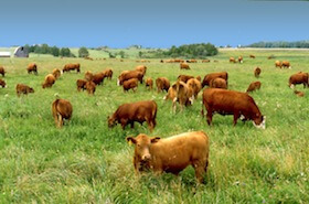 Grass fed beef